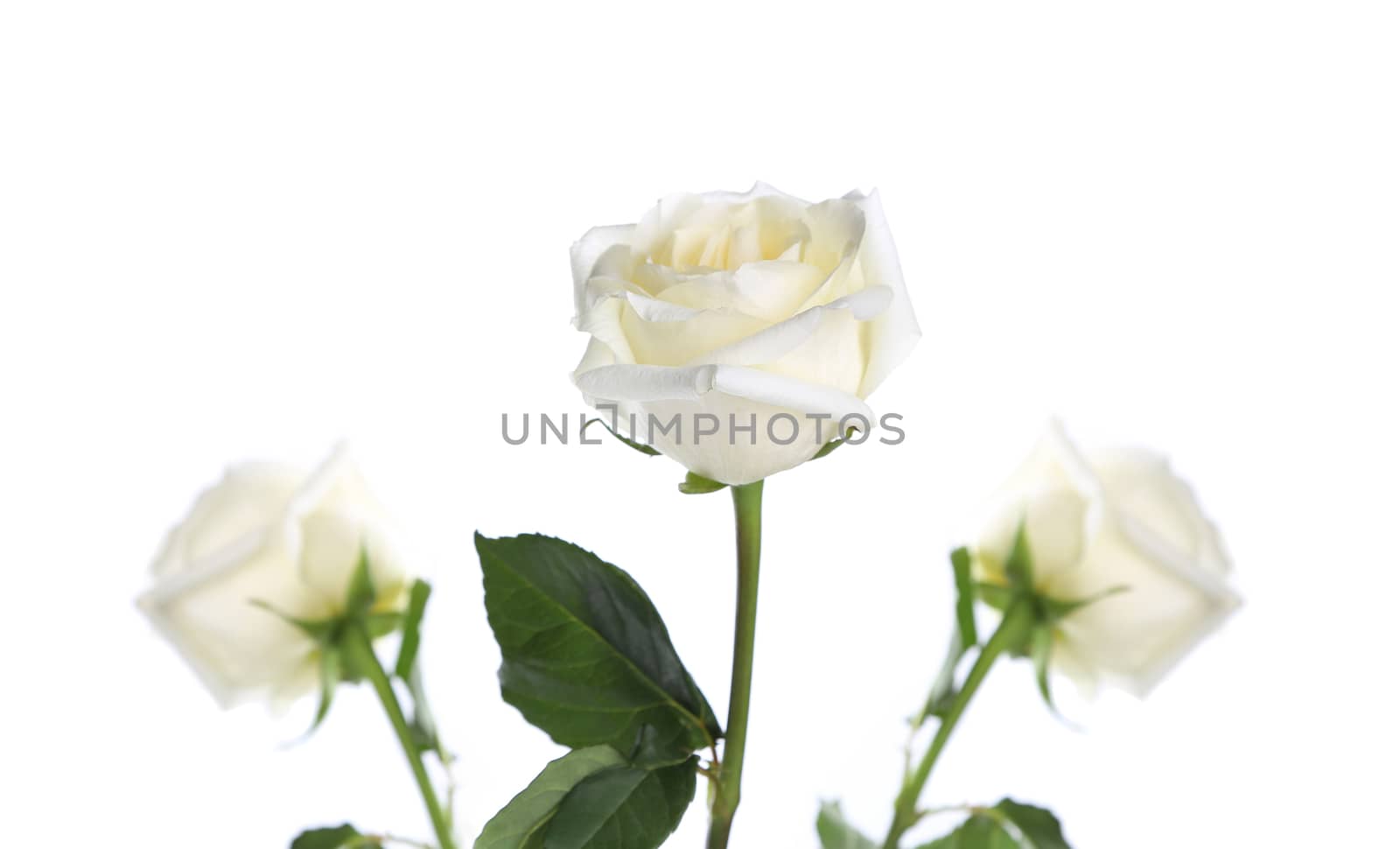 Three white roses on a white background