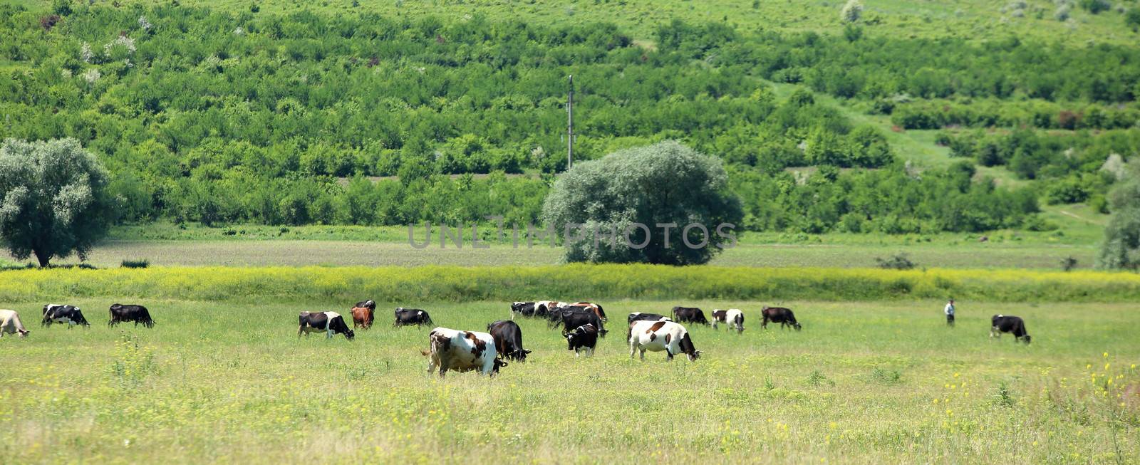 cows grazing in a farmland on whole background