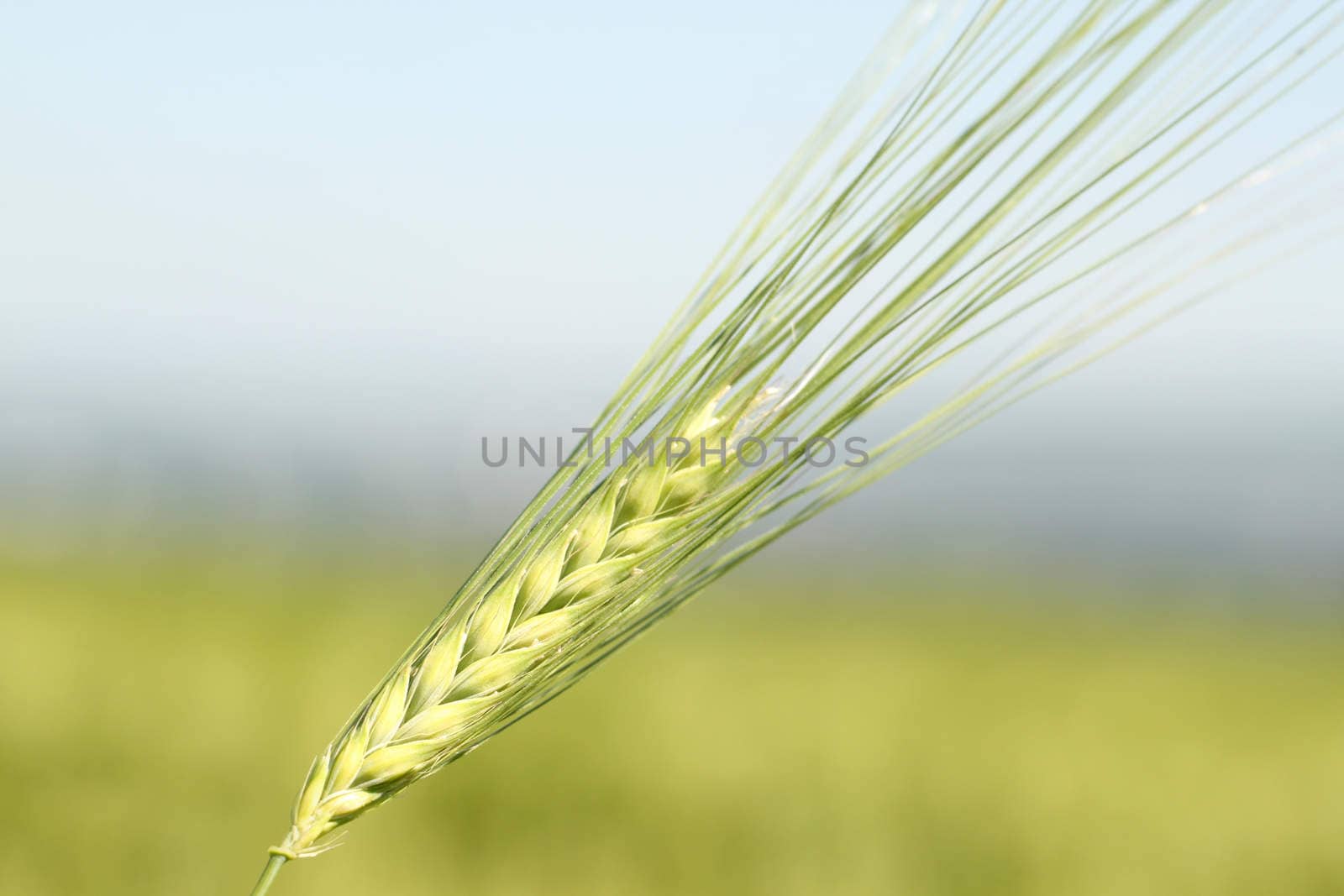 Green wheat ear close-up on background of fiejd and sky