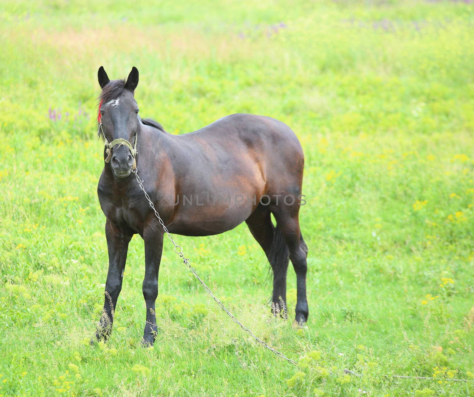 B roun horse grazing on a green meadow