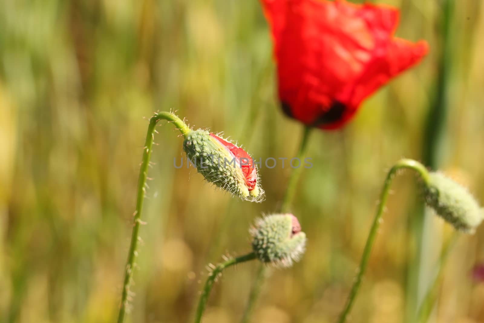 Red poppy flower bud on a background of meadow