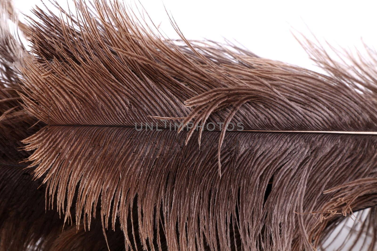 Brown feathers texture on a whole background