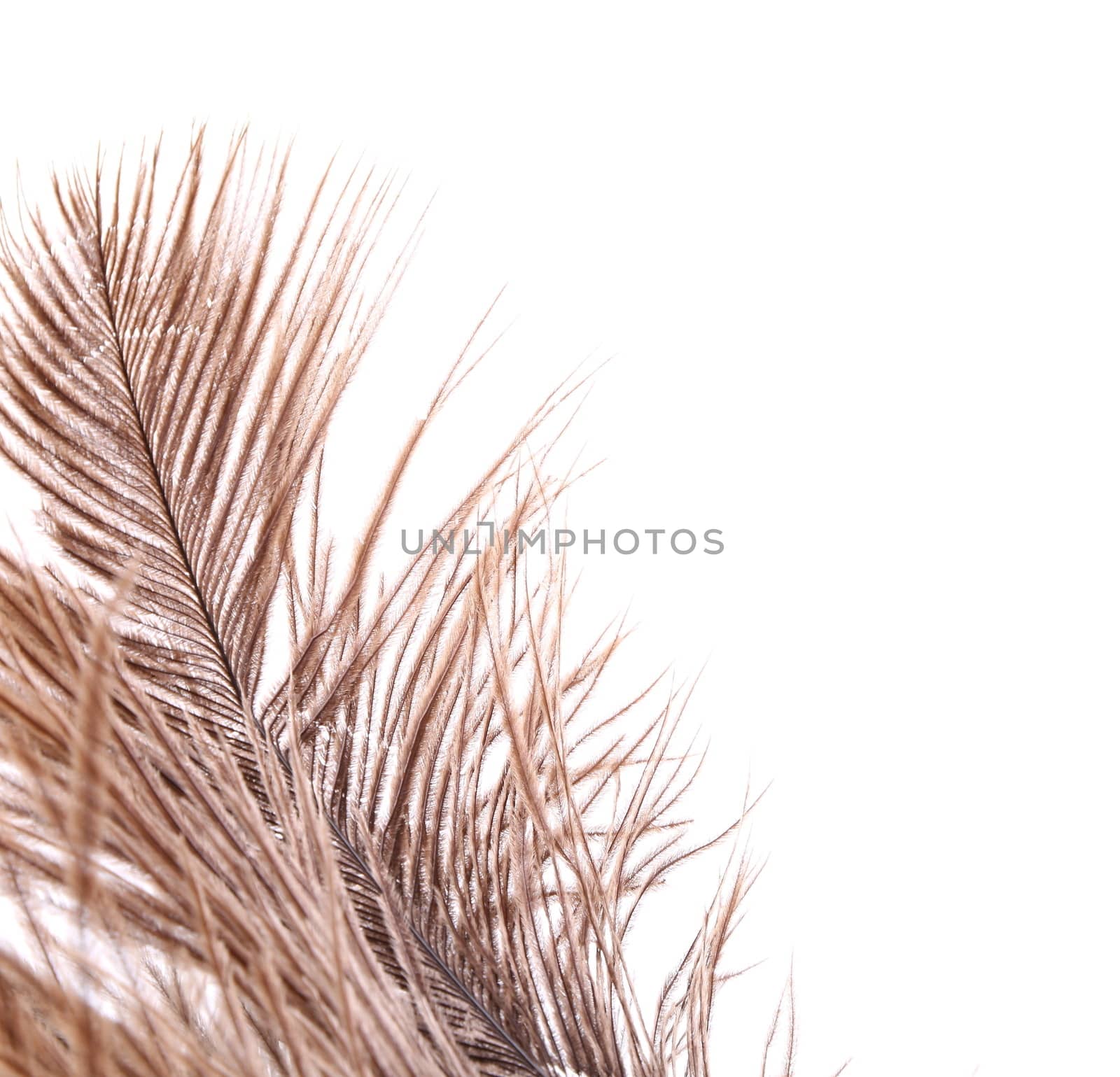 Brown feathers half background on a white