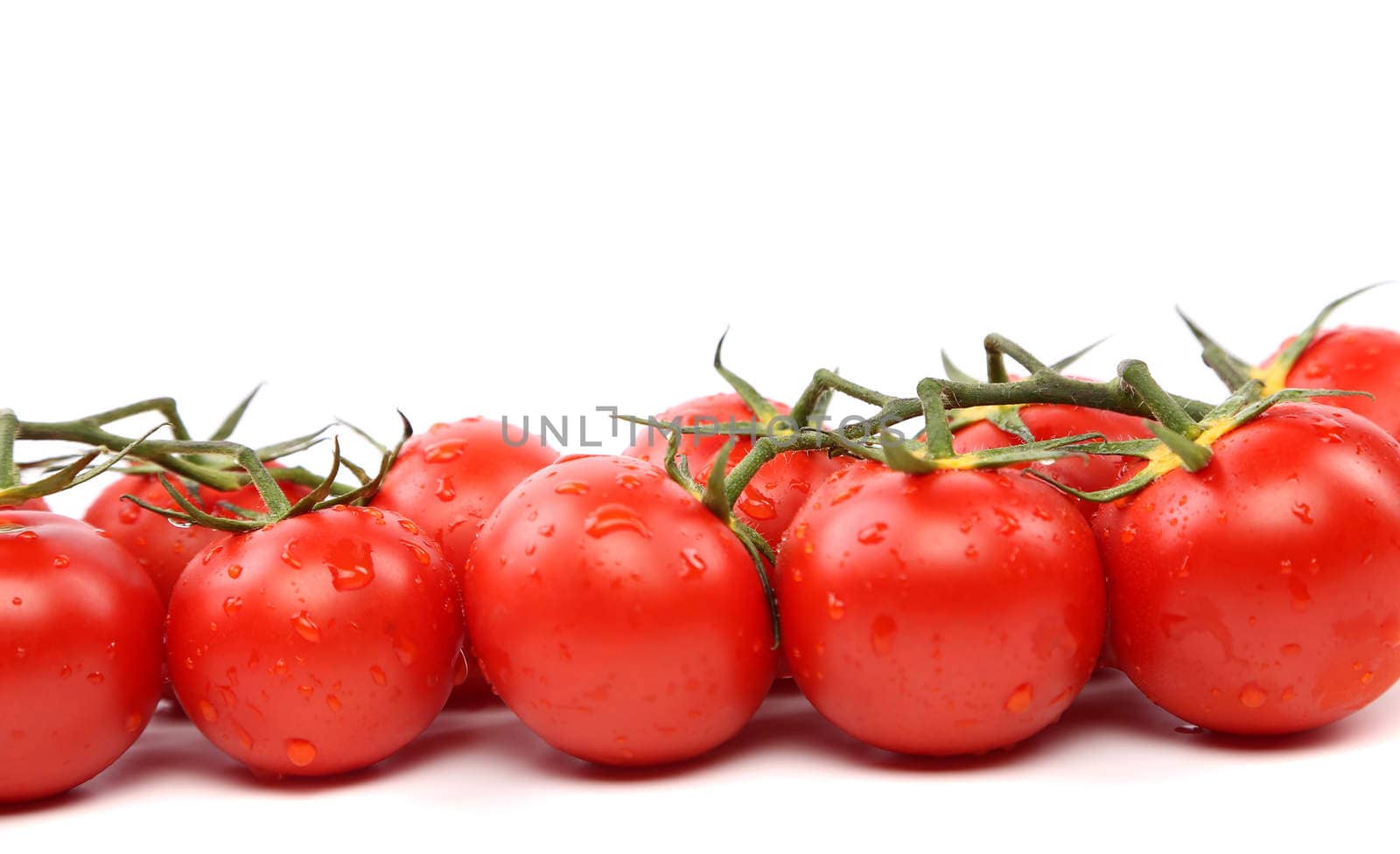 tomatoes standing in a row on a white background