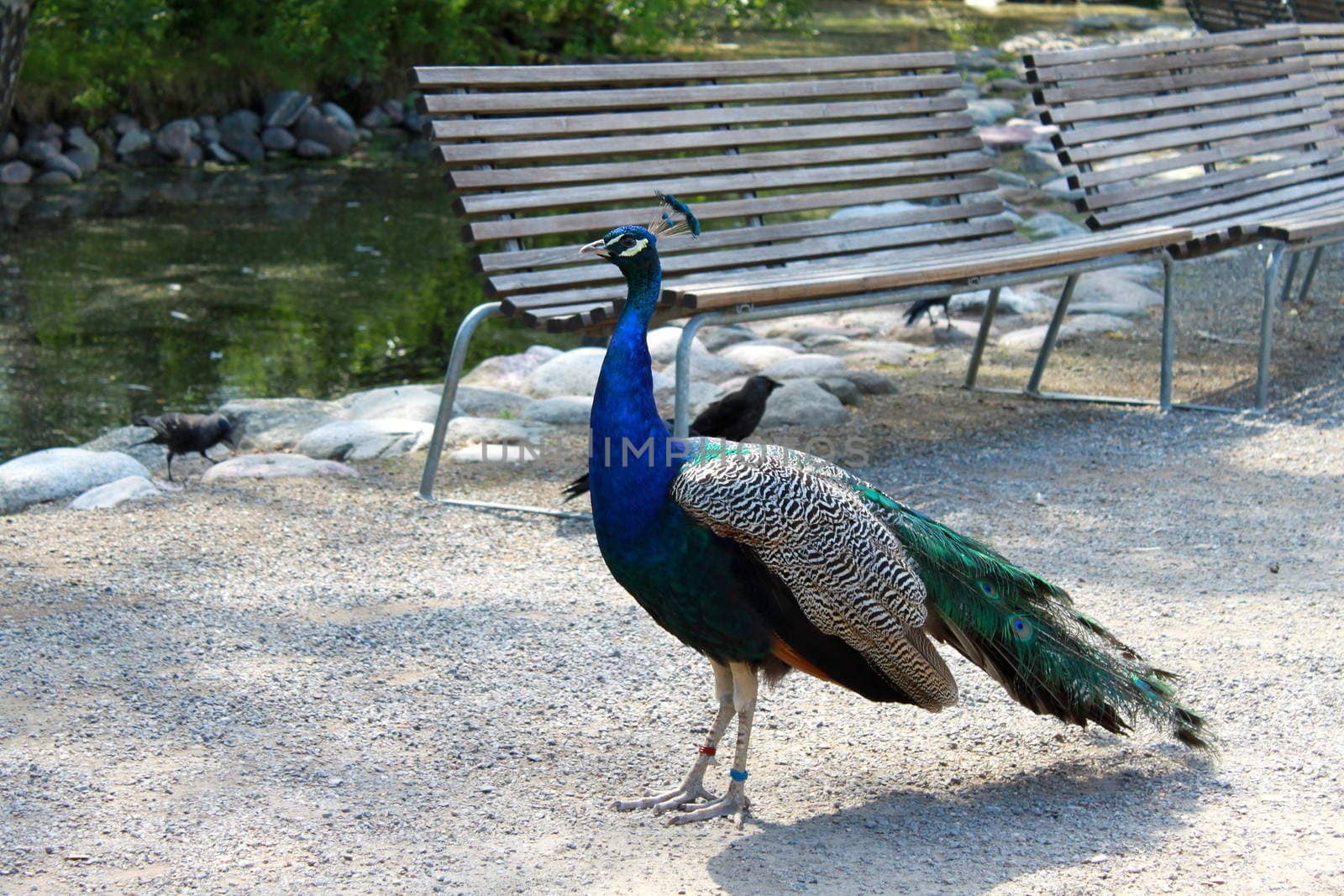 Peafowl is walking in the city park