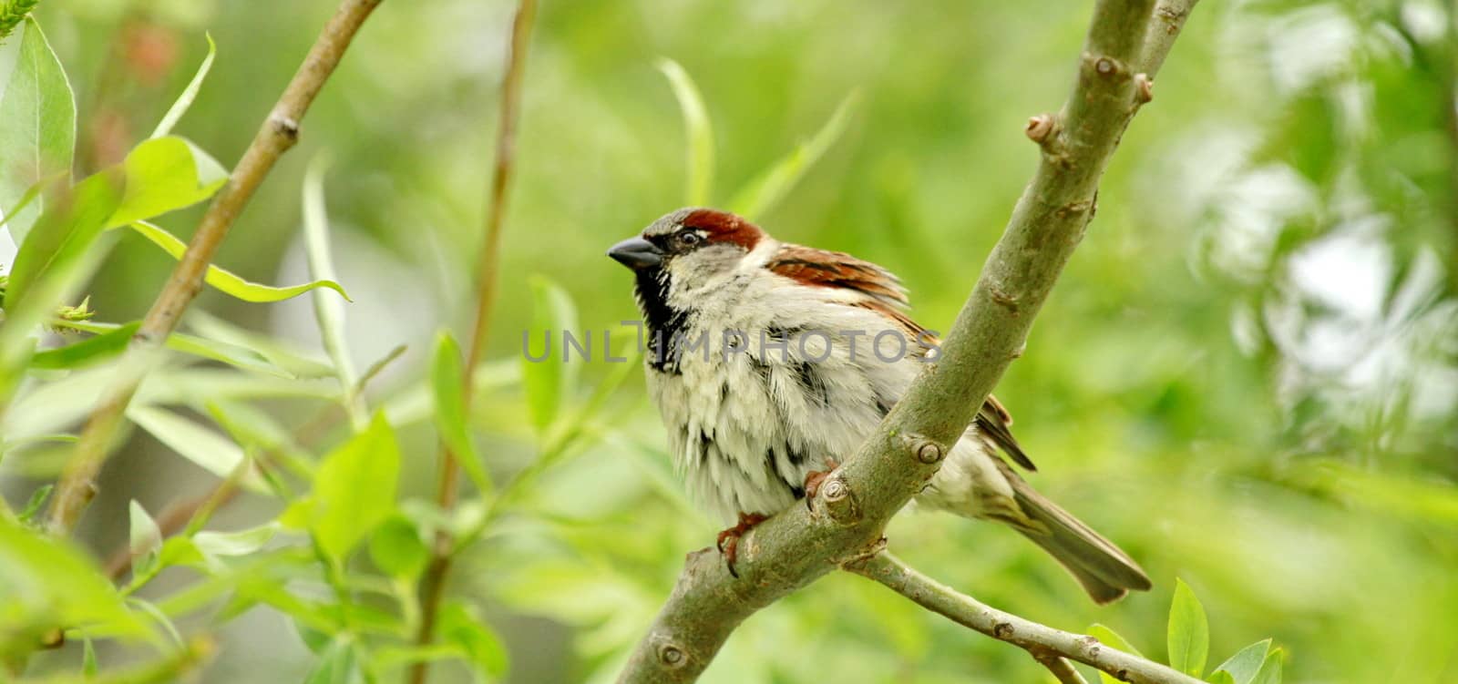 one sparrow brown and grey