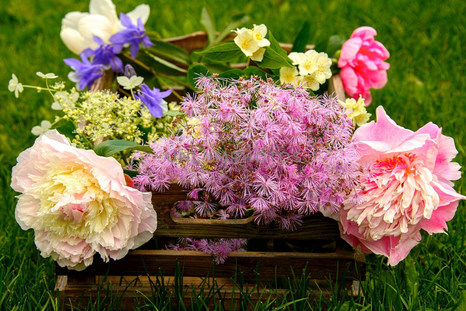 Peonies, Thalictrum, jasmine and aquilegia in a wooden box on grass
