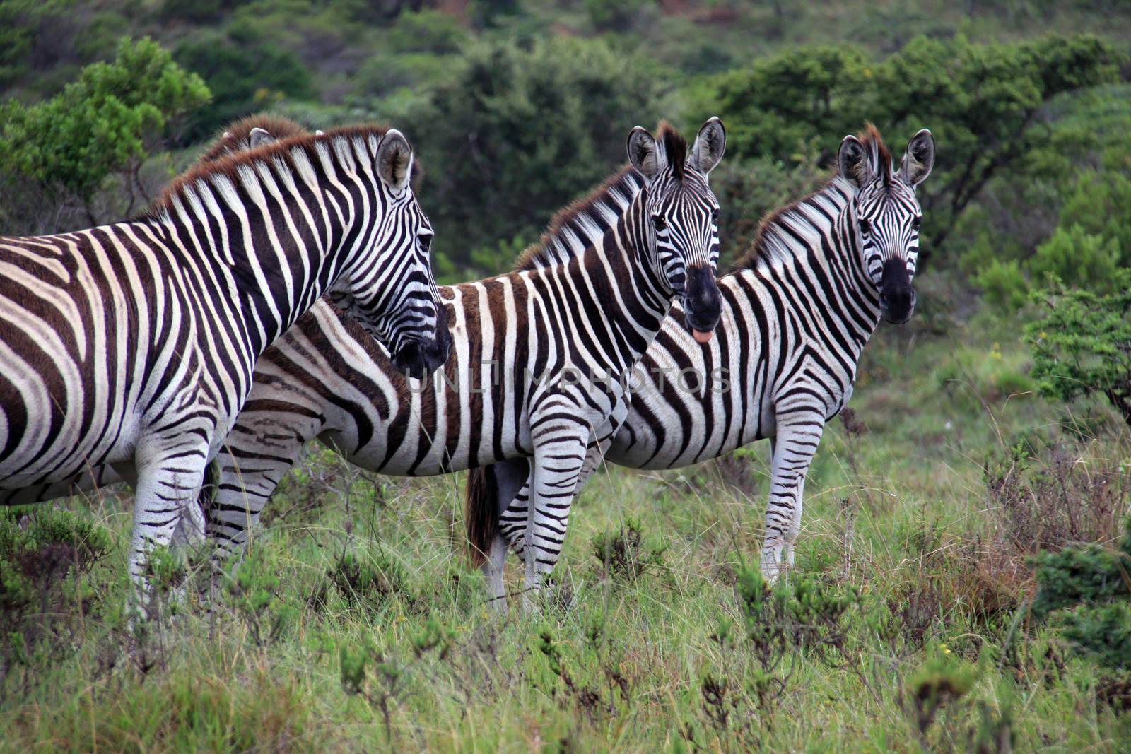 A group of zebra's grassing in Kap River Nature Reserve, South Africa