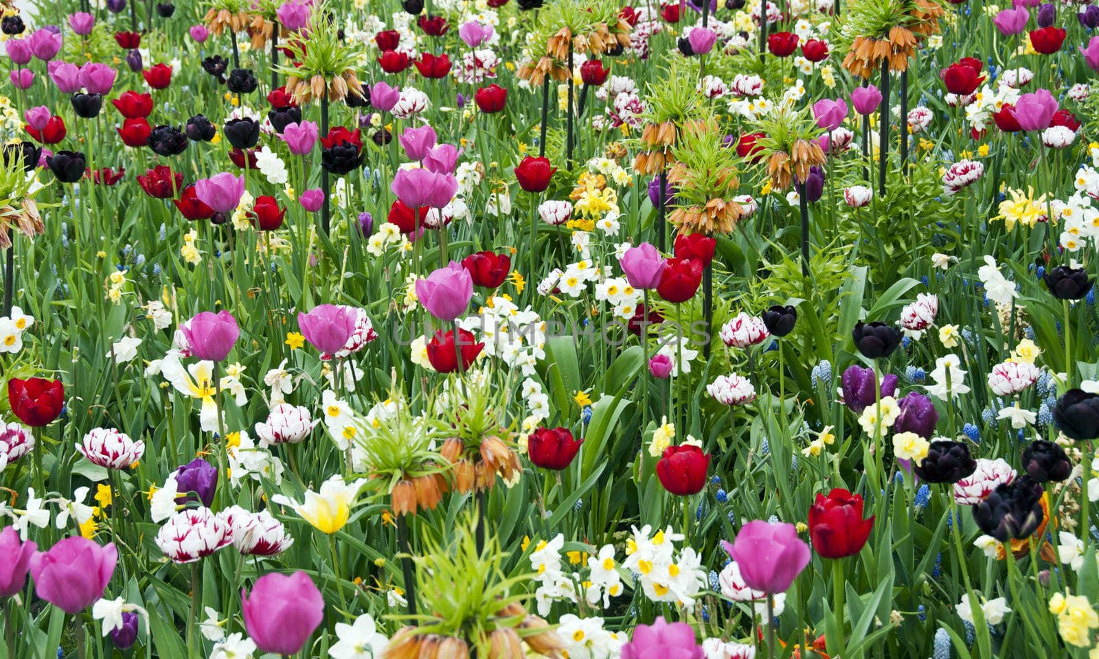 wild flowers in garden as background