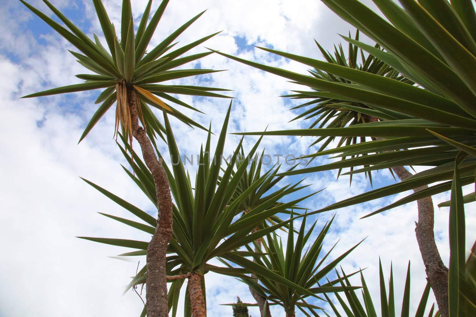 Tropical palm trees by Farina6000