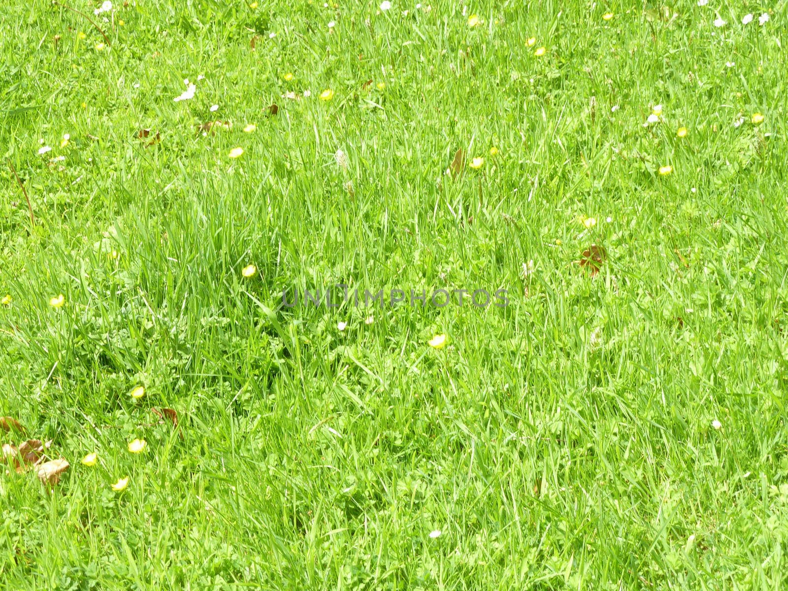 Green Grass by gazmoi
