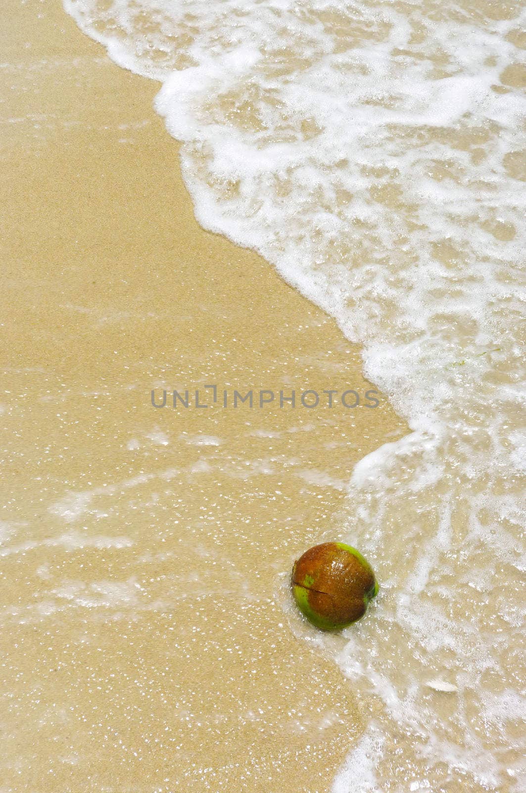 Coconut fruit on beach with sea wave by pixbox77