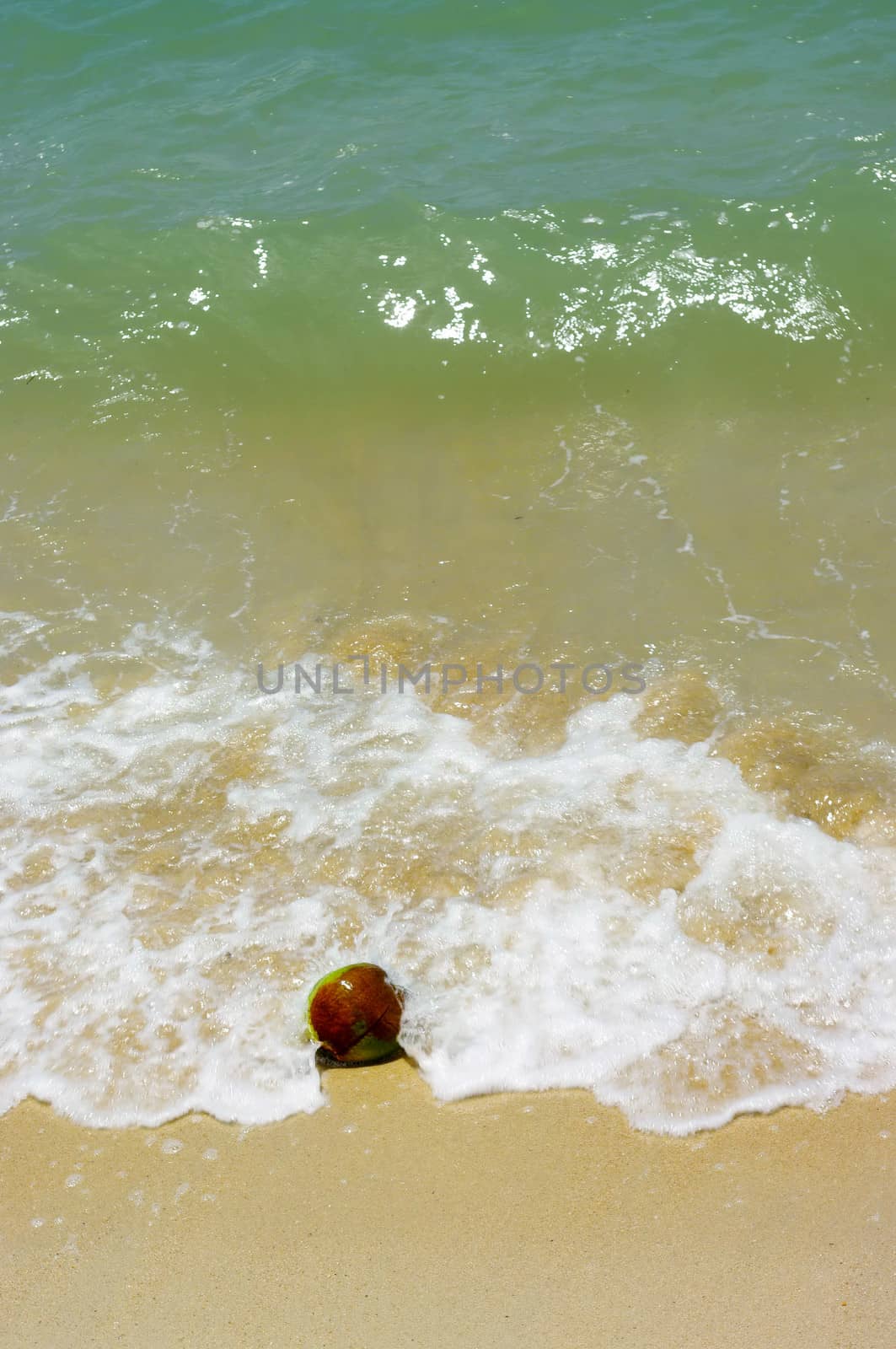 Coconut fruit on beach with sea wave