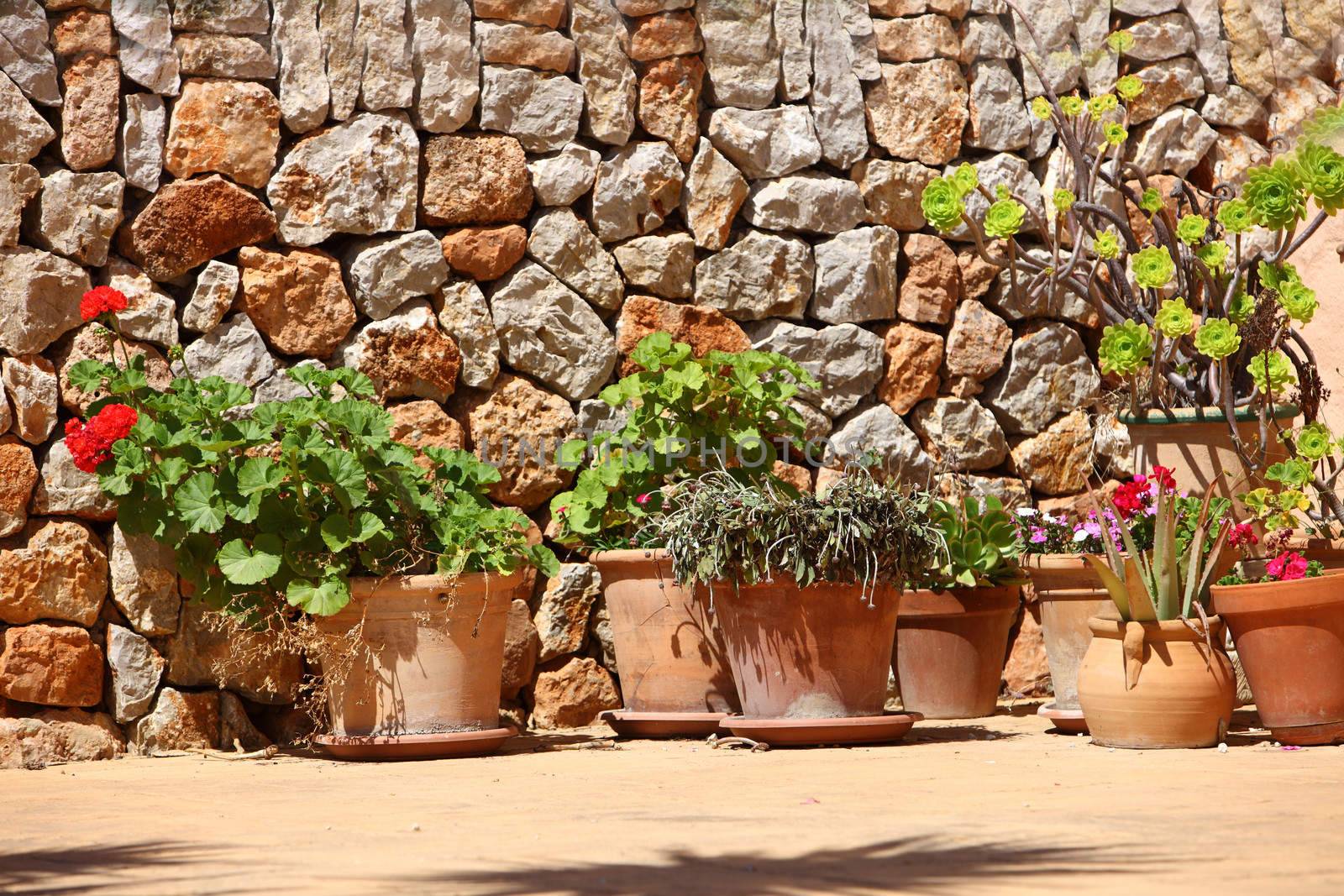 Potted plants with flowering geraniums and cacti lined up in front of a natural stone wall in the garden