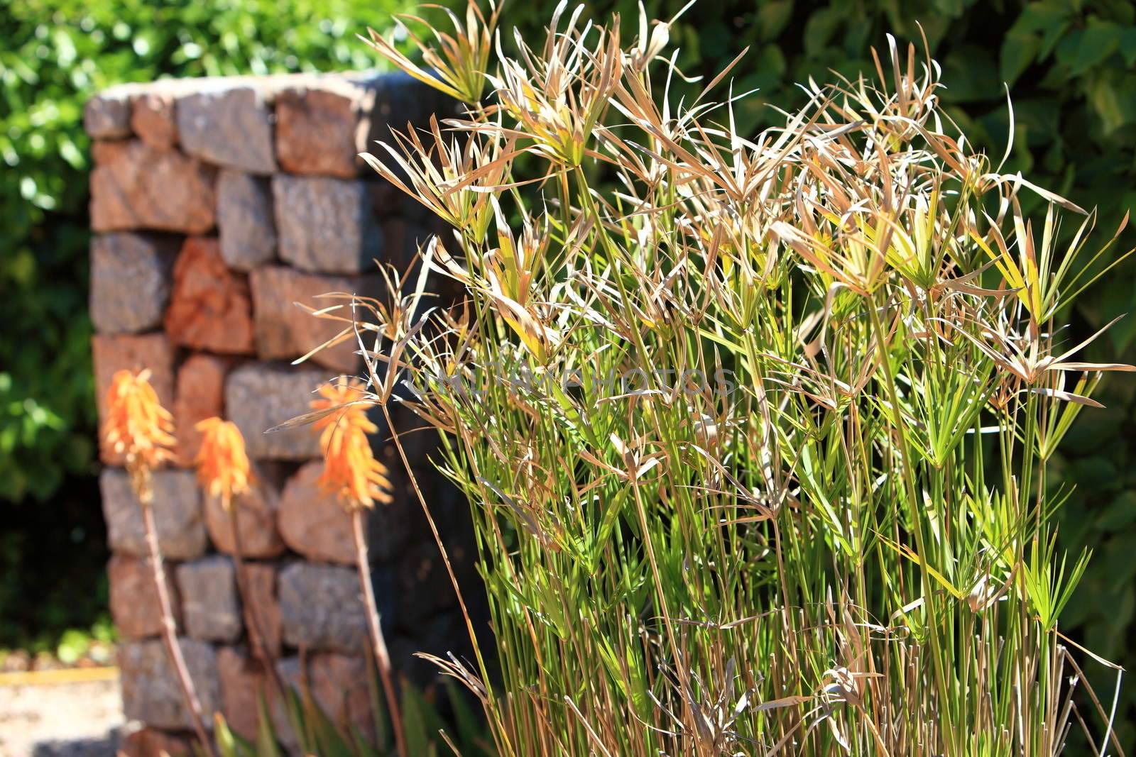 Ornamental papyrus grass growing alongside a stone wall in the garden