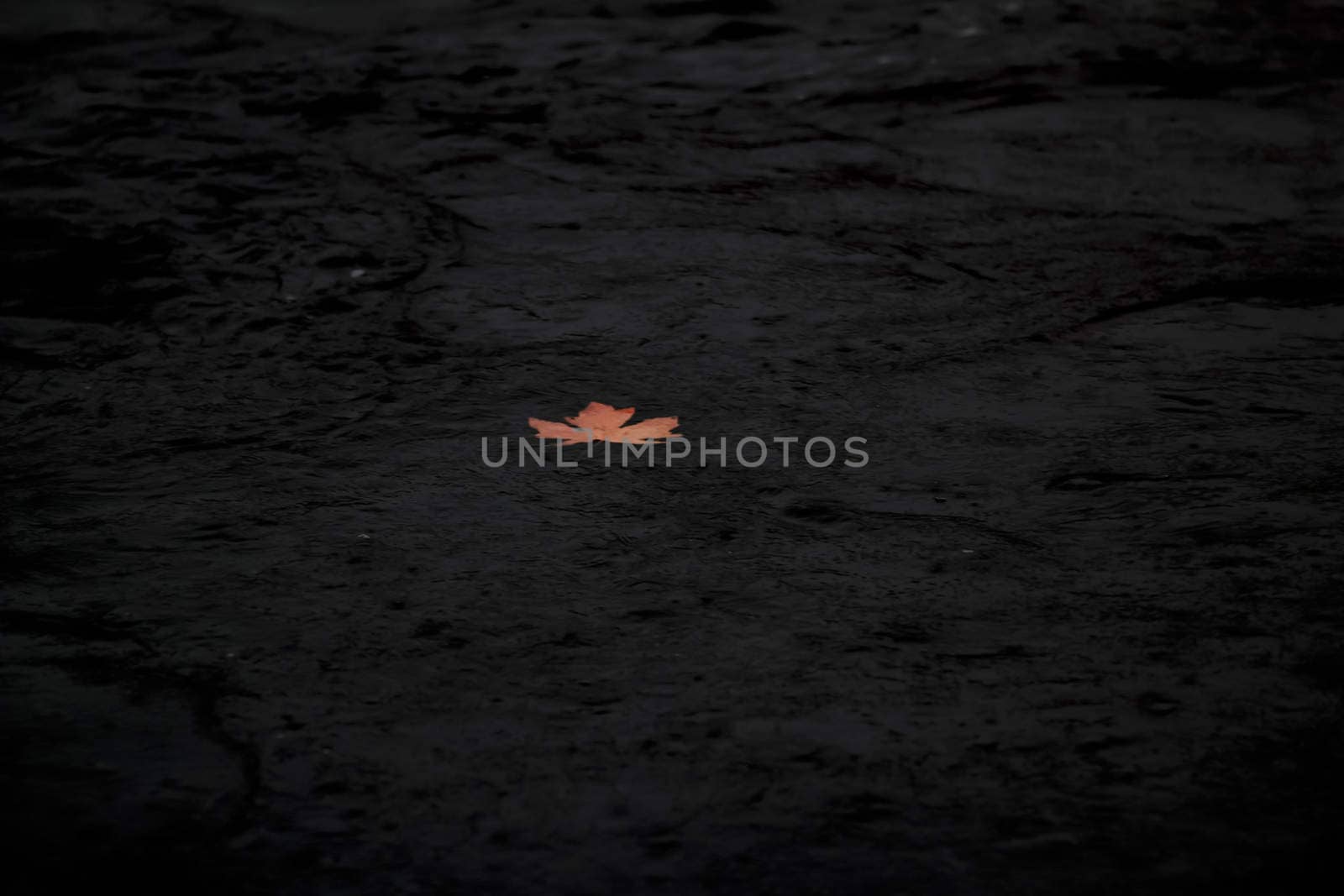 Single maple leaf floating down river in fall