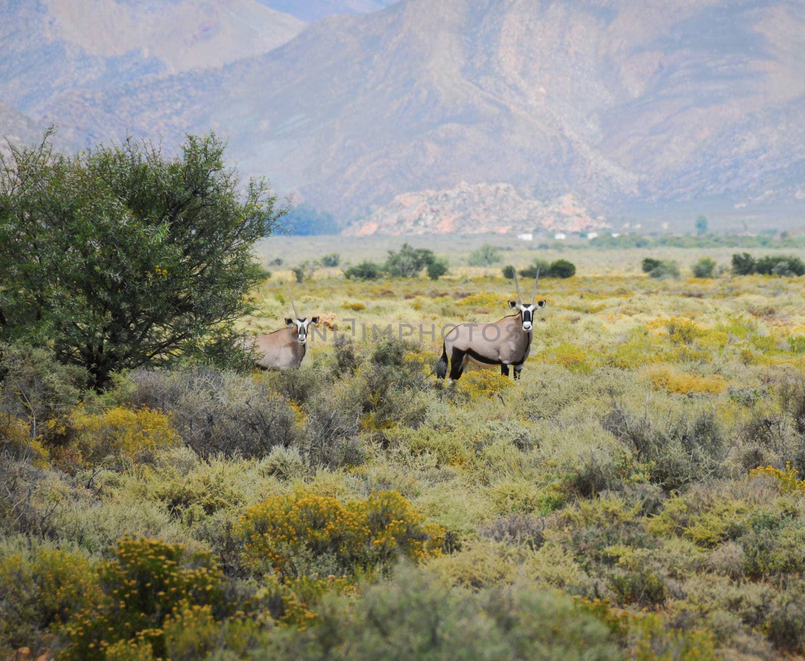 Gemsbok antelopes at South African bush by iryna_rasko