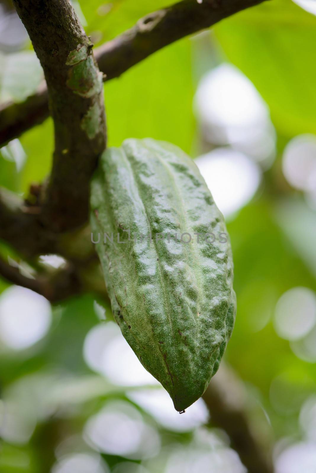 Pod on cocoa tree (chocolate tree), Bali island, Indonesia 