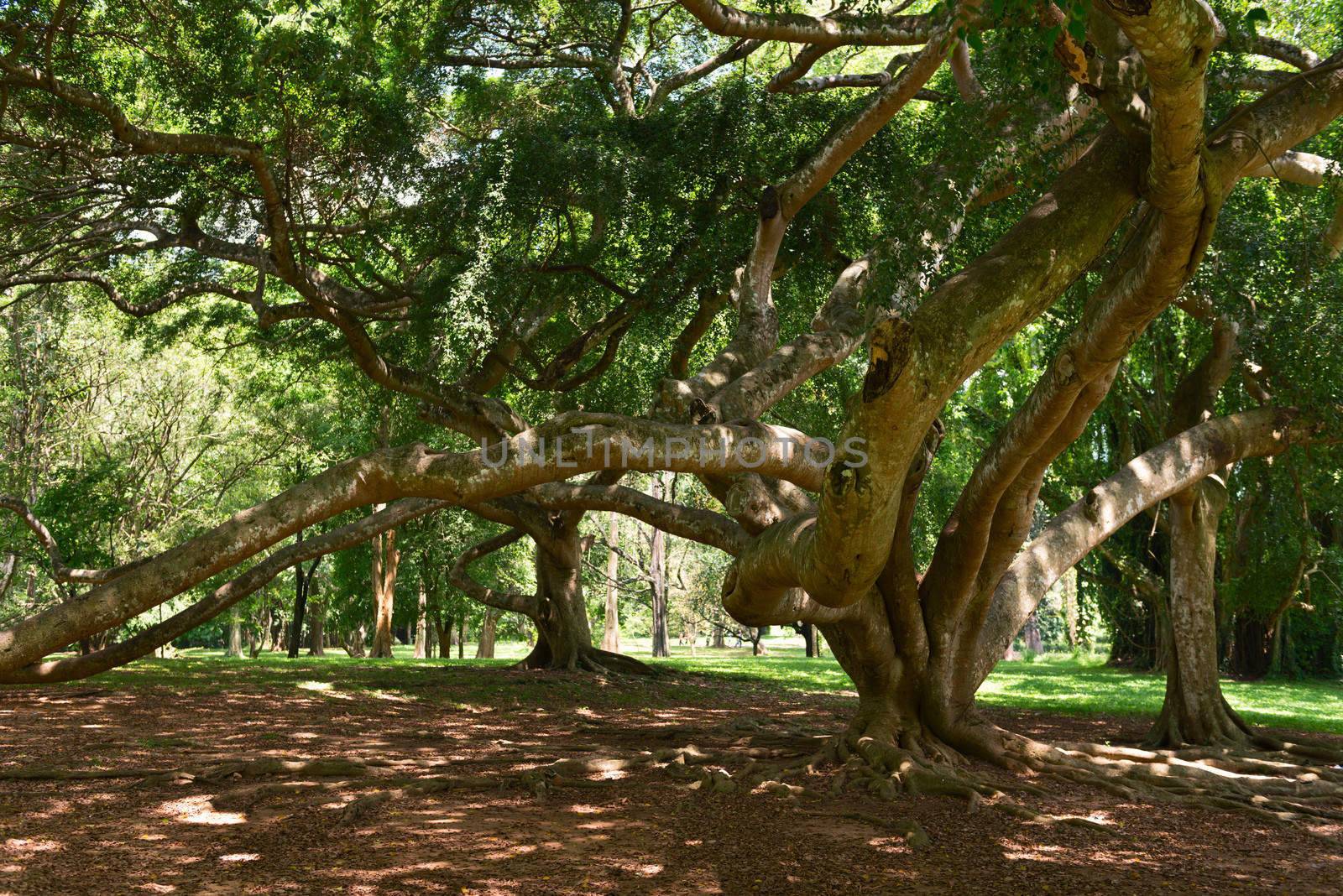 Benjamina Ficus tree with entwined long branches 