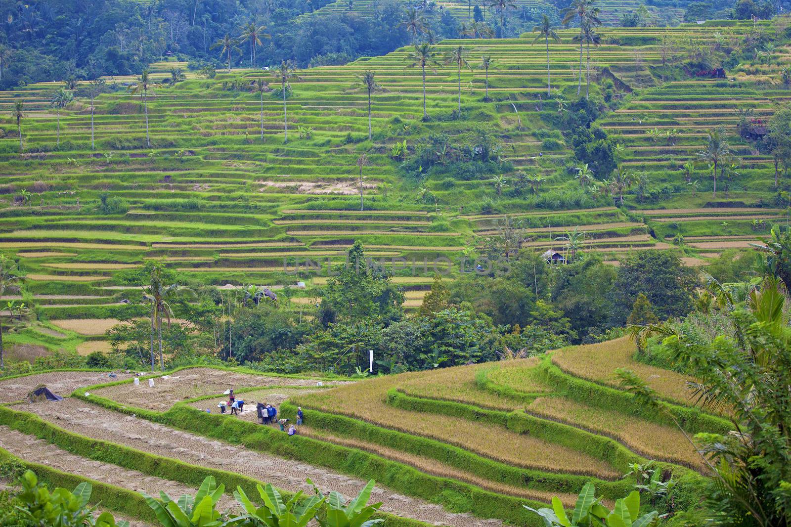 Rice terrace fields in Bali Indonesia