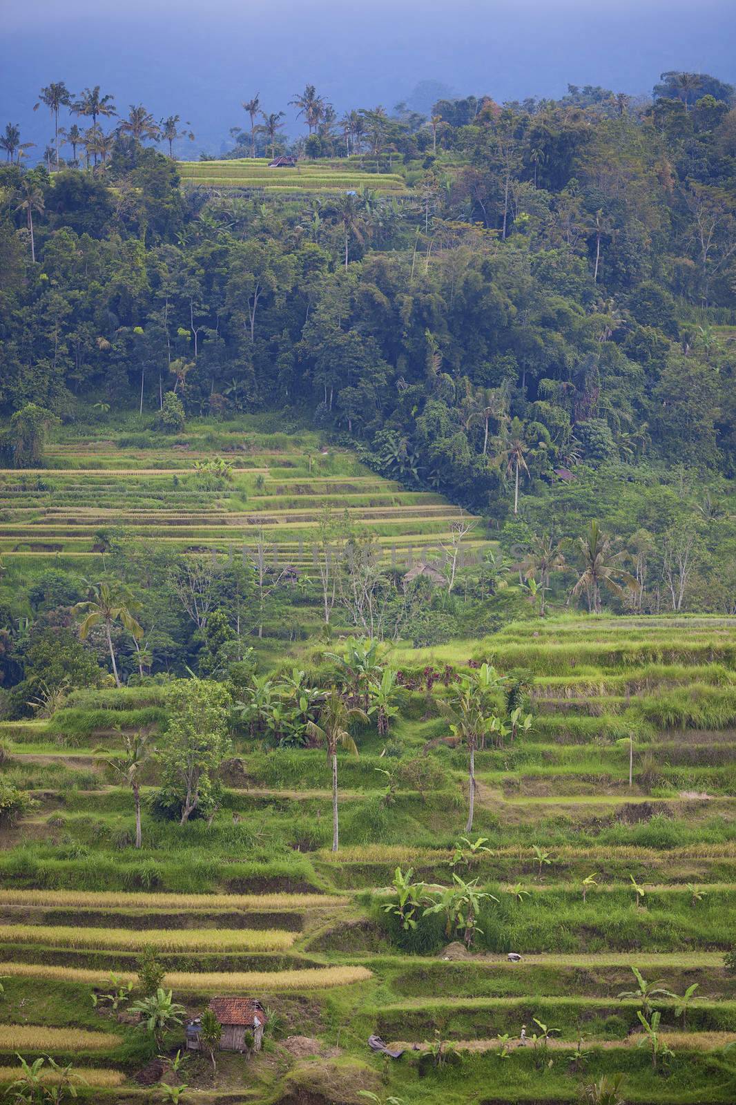 Rice terrace fields in Bali Indonesia