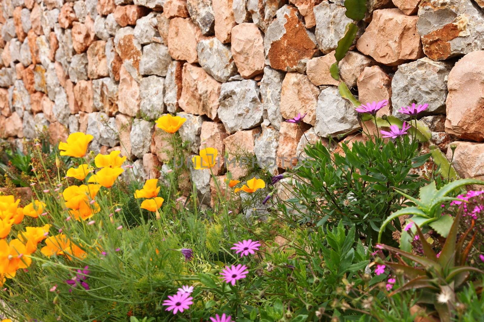 Dry stone wall and flowers by Farina6000