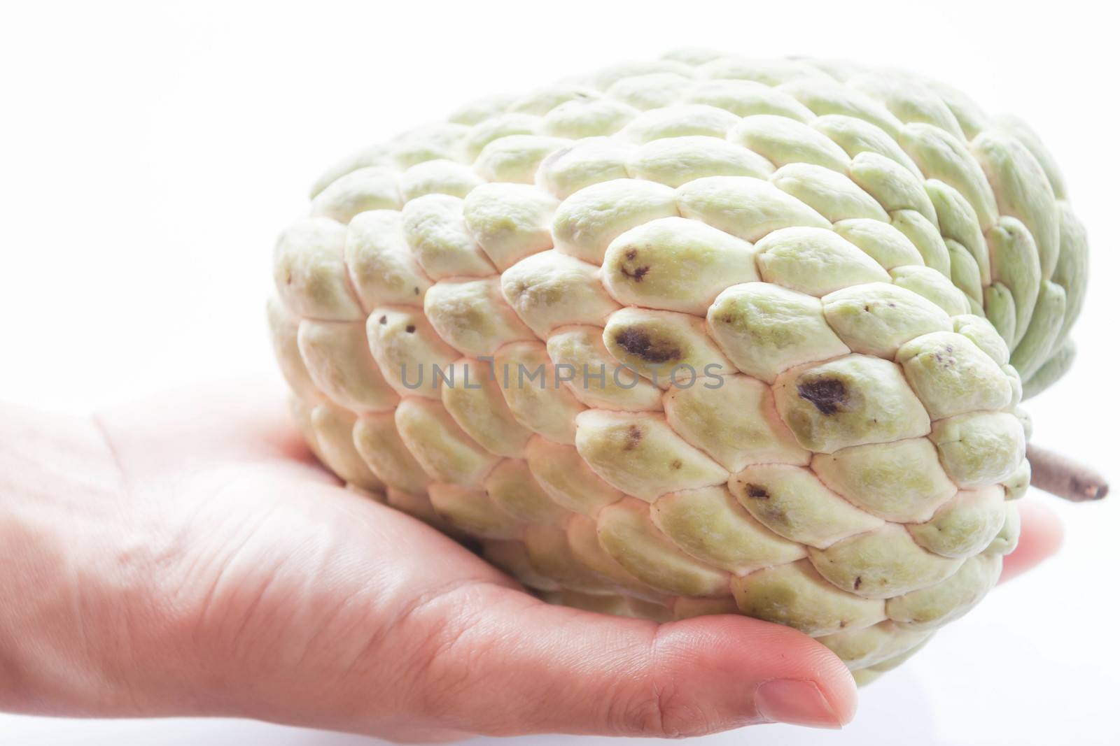 Fresh custard apple hand hold isolated on white background by punsayaporn