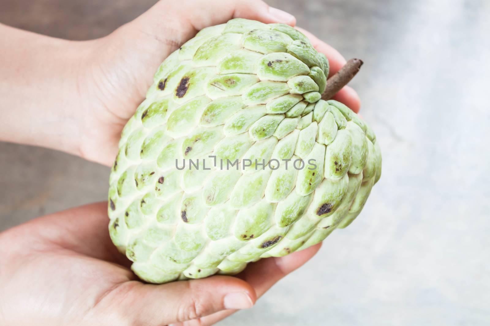 Hand soft caring fresh custard apple from orchard by punsayaporn