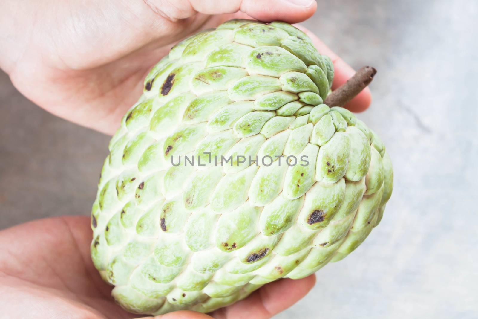 Fresh sugar apple hand on present size by punsayaporn