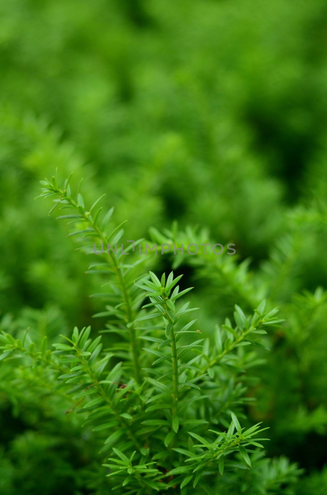 Background Of Some Lush Green Undergrowth With Shallow DoF