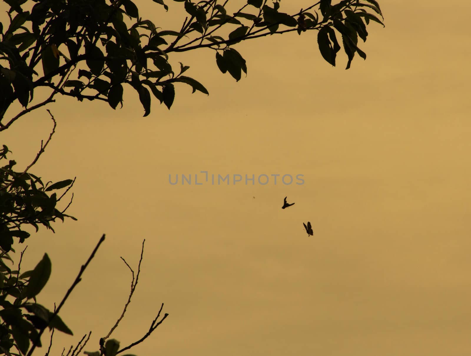 two butterflies against the sky