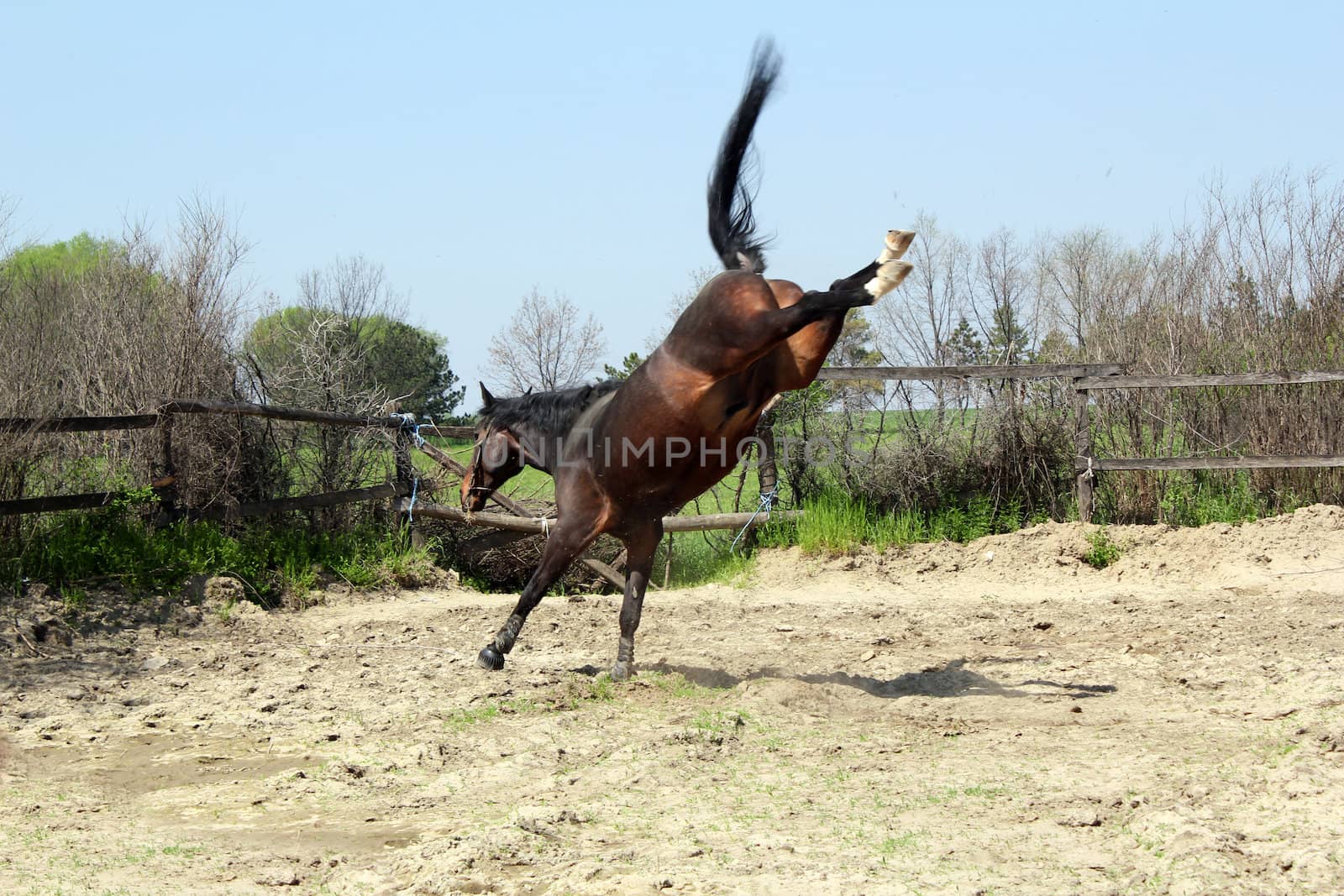 brown stallion kicking in paddock by goce