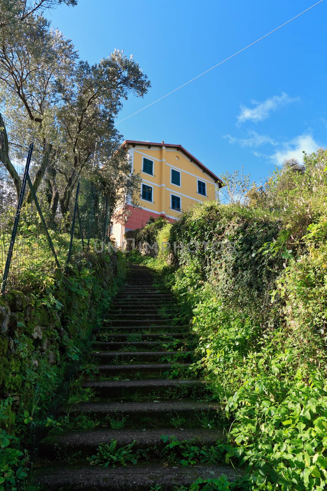 typical Ligurian narrow street between walls and olive trees