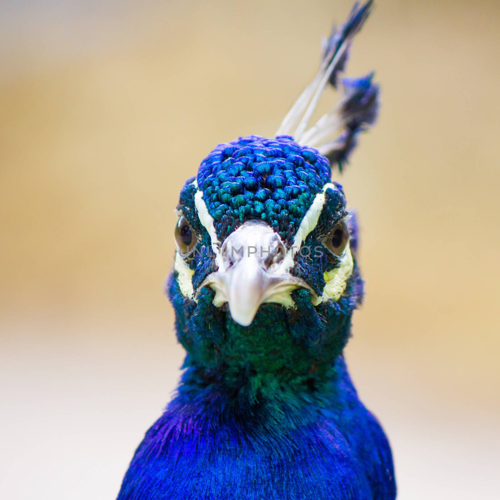 Beautiful blue indian peafowl looking at something