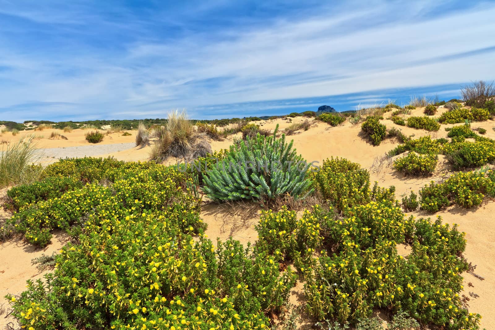 Piscinas dune with flowered bushes in Costa Verde, southwest Sardinia, Italy