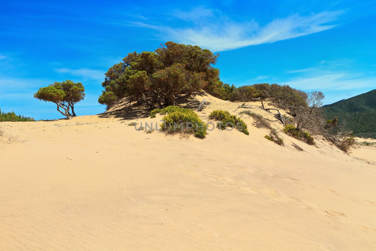 Piscinas dune with tree in Costa Verde, southwest Sardinia, Italy