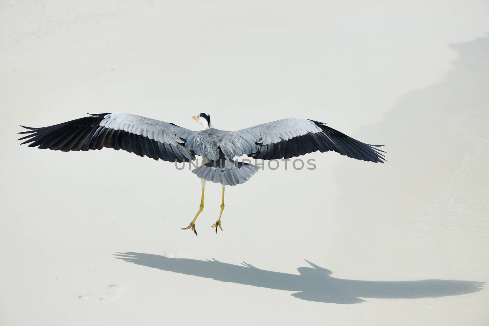 Heron at the beach on Maldivian island