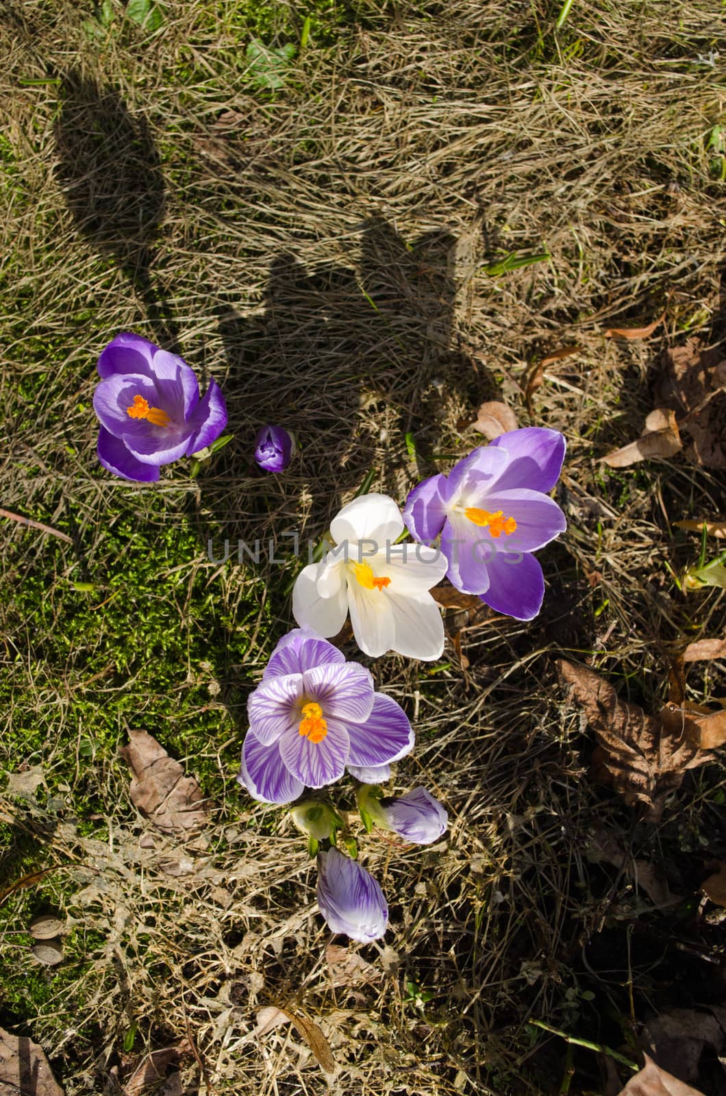 evening shadows crocus saffron spring flower bloom by sauletas