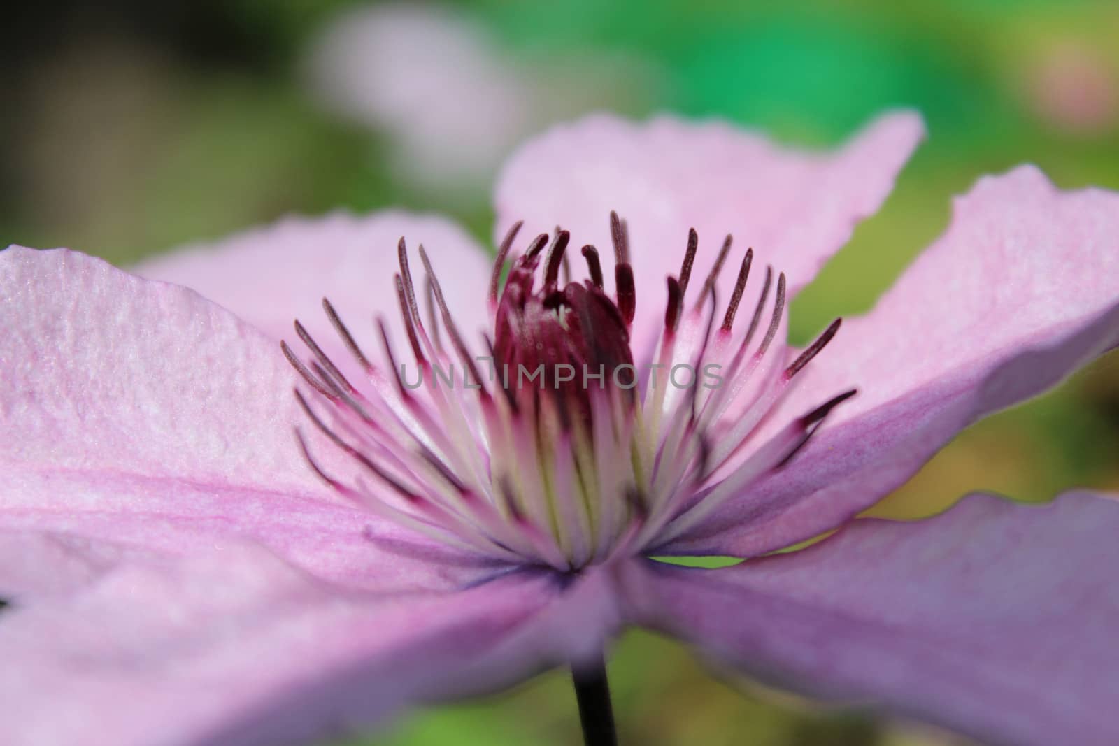Violet-pink clematis, flower, nature.