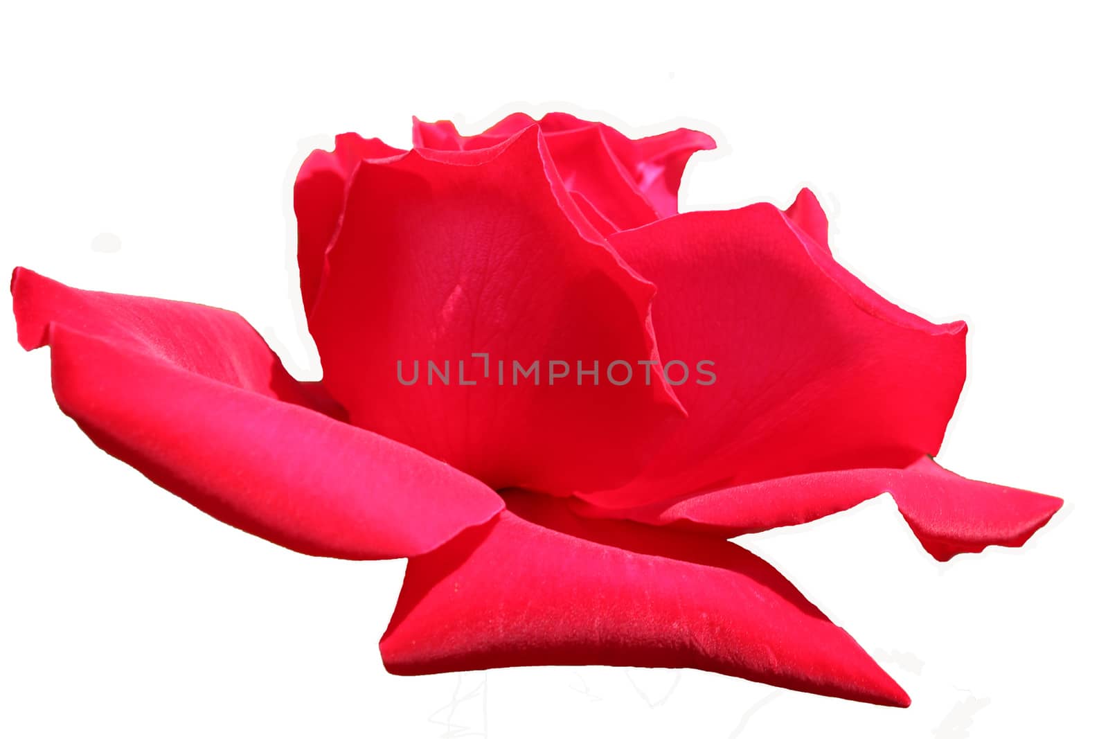 Close-up image of a red flower on a white background.