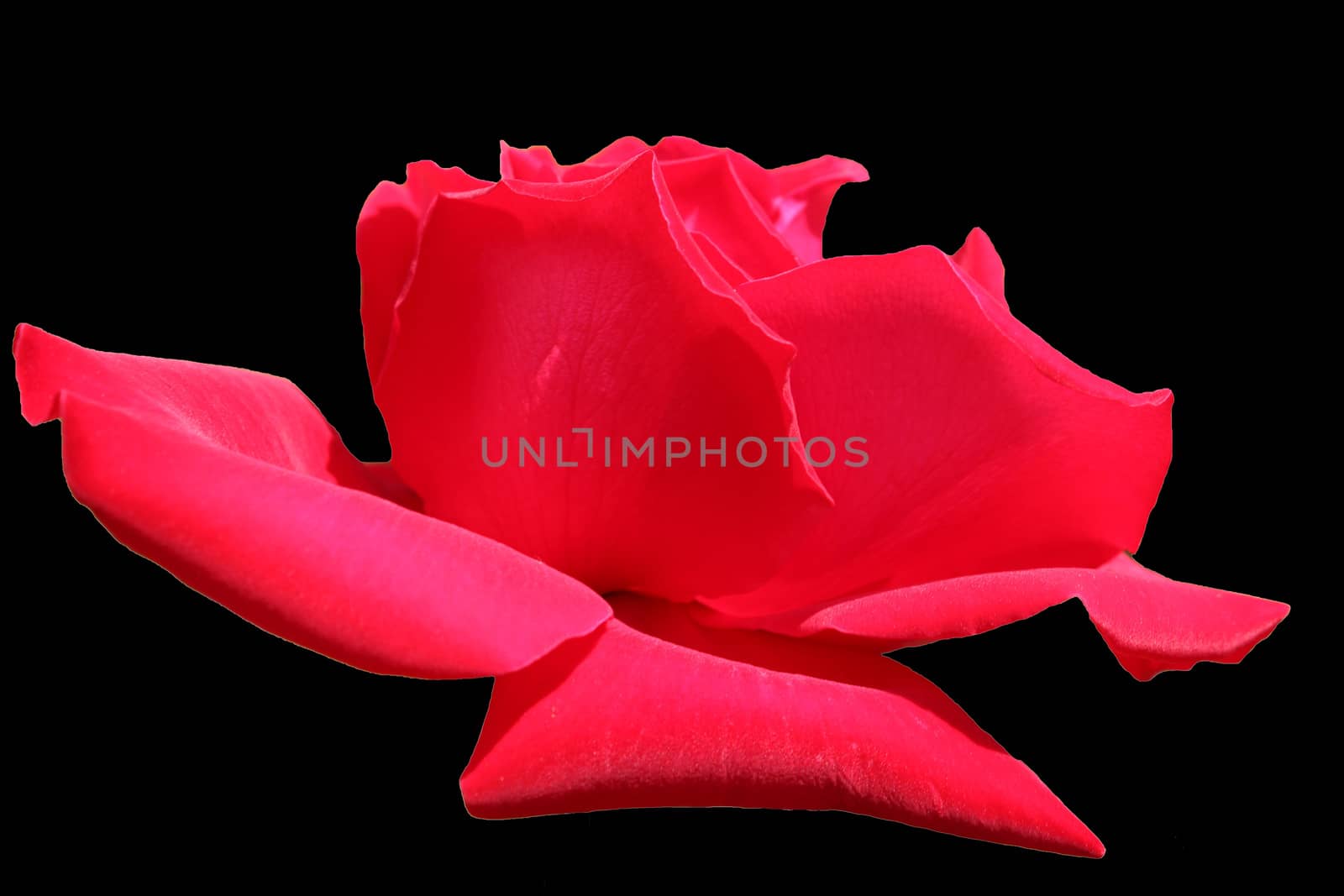Close-up image of a red flower on a black background.