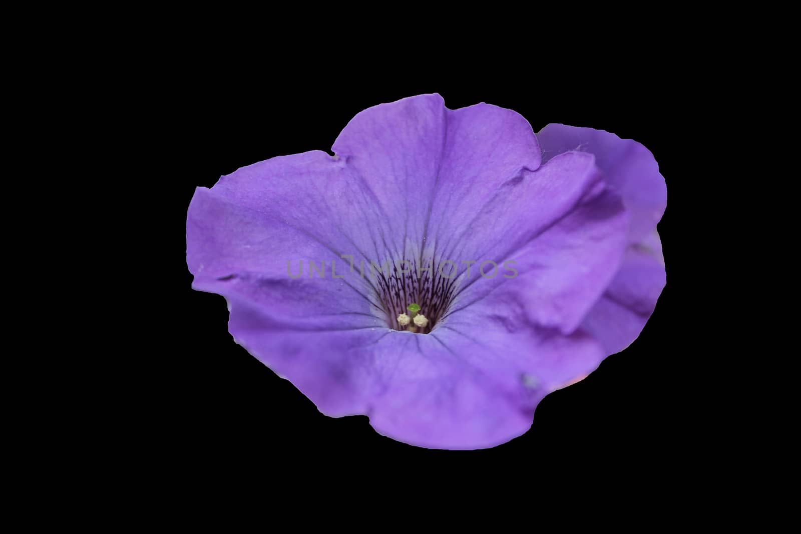 Violet-pink clematis, flower, nature.
