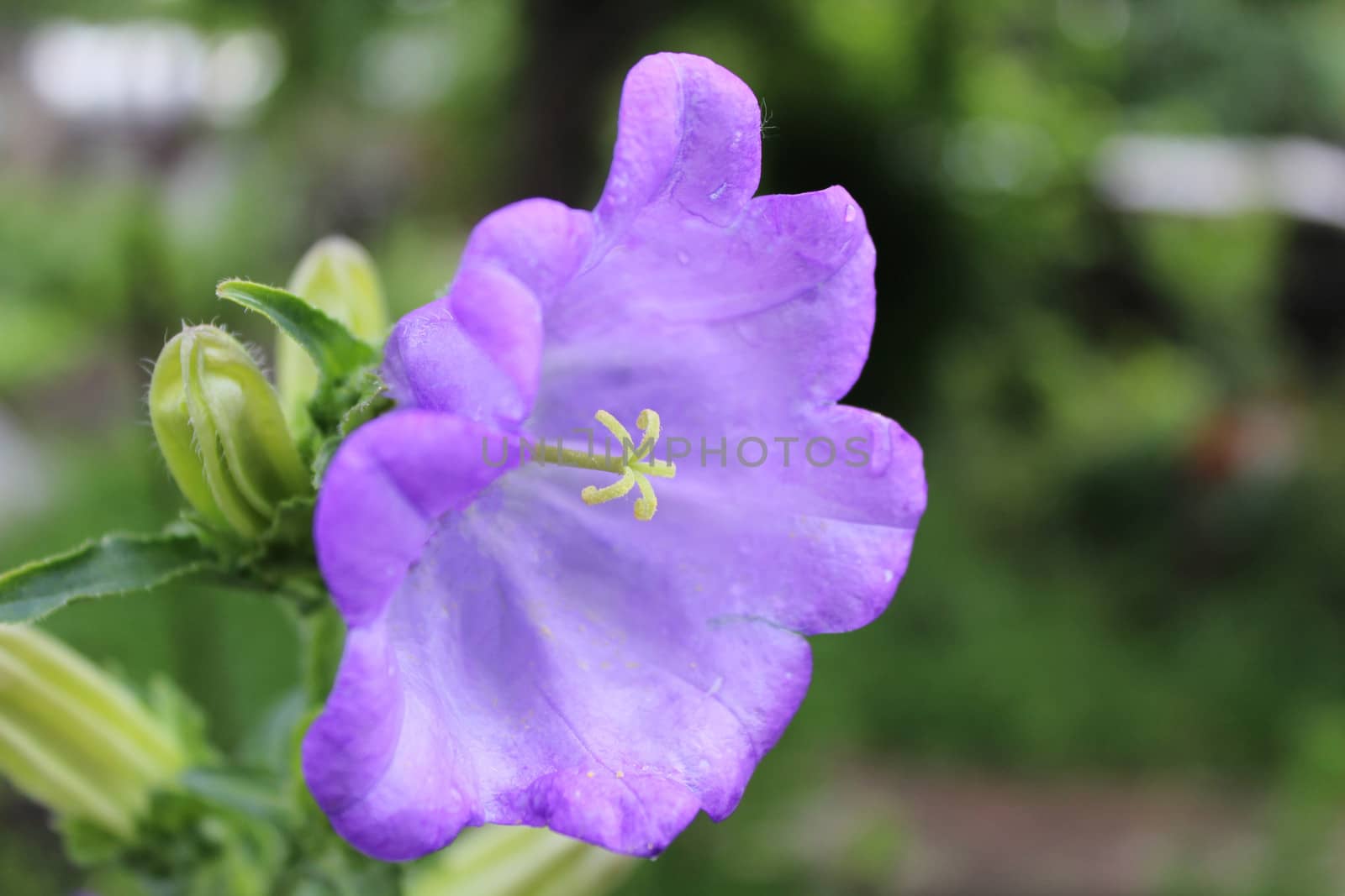 Beautiful purple flower, nature.