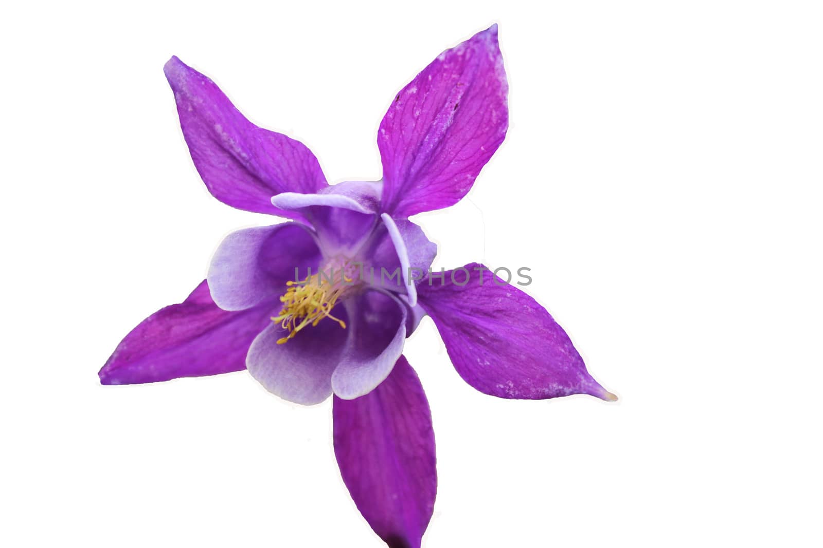 Beautiful purple flower, nature.