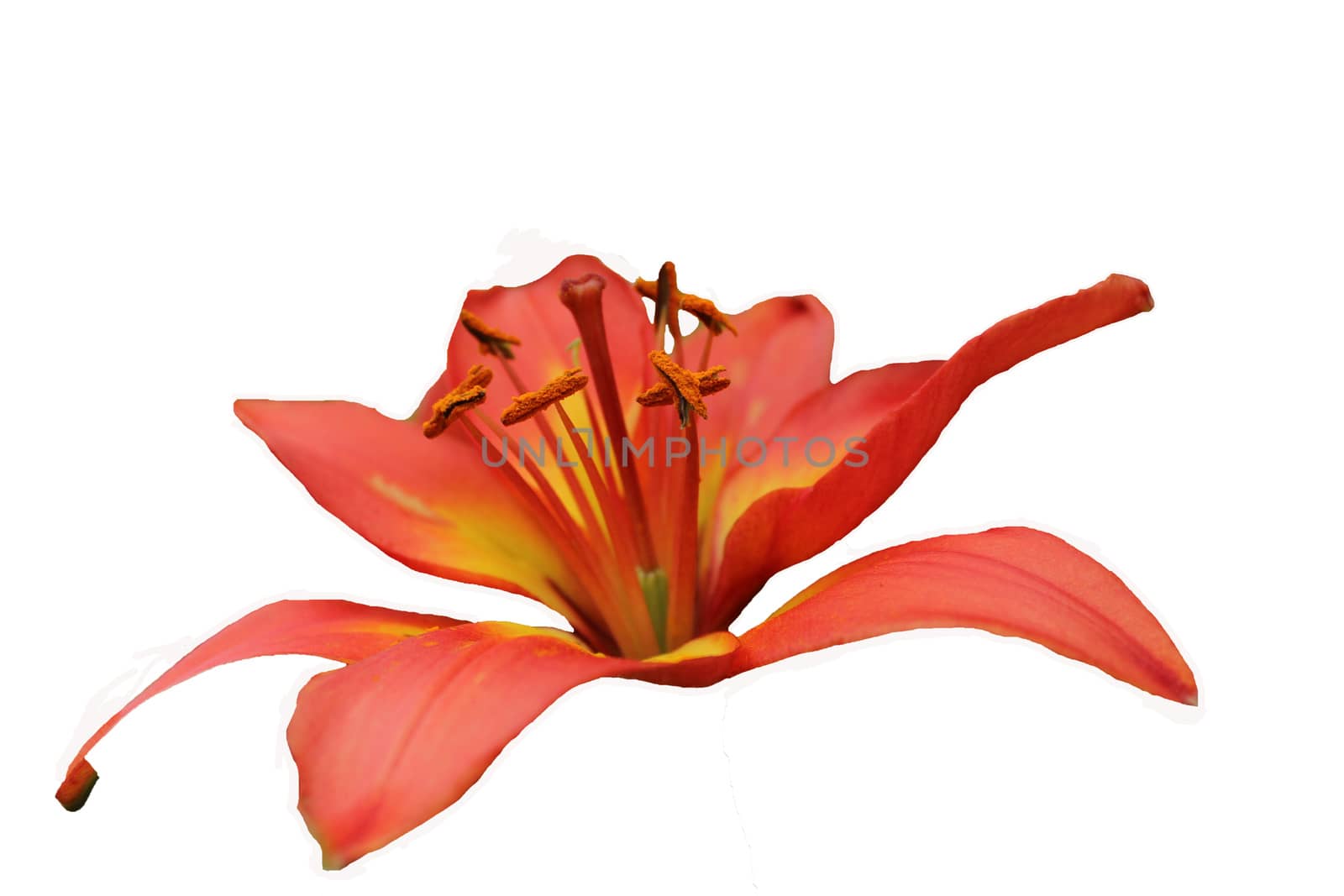 Close-up image of a red flower.