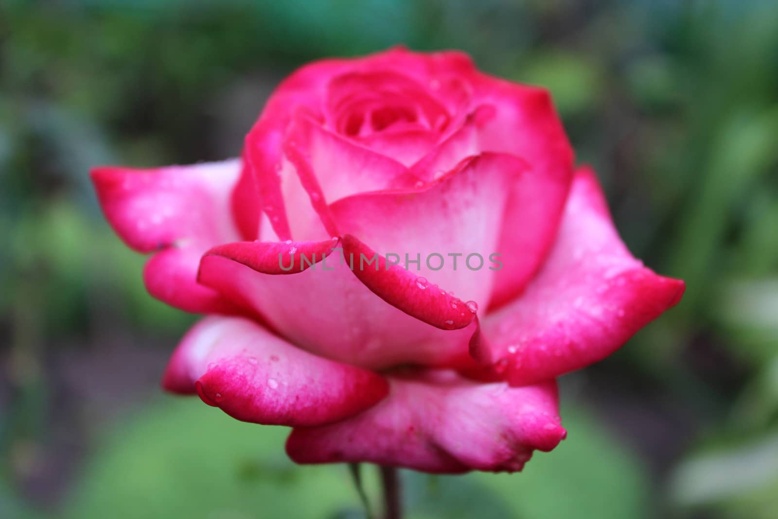 Close-up image of a pink rose with dew drops.