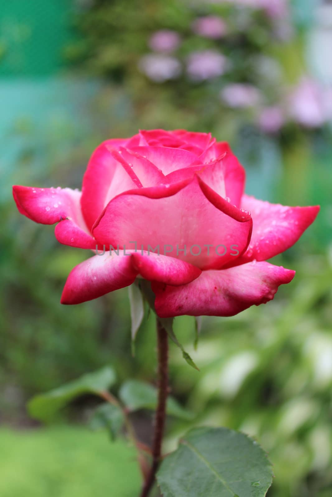 Close-up image of a pink rose with dew drops.
