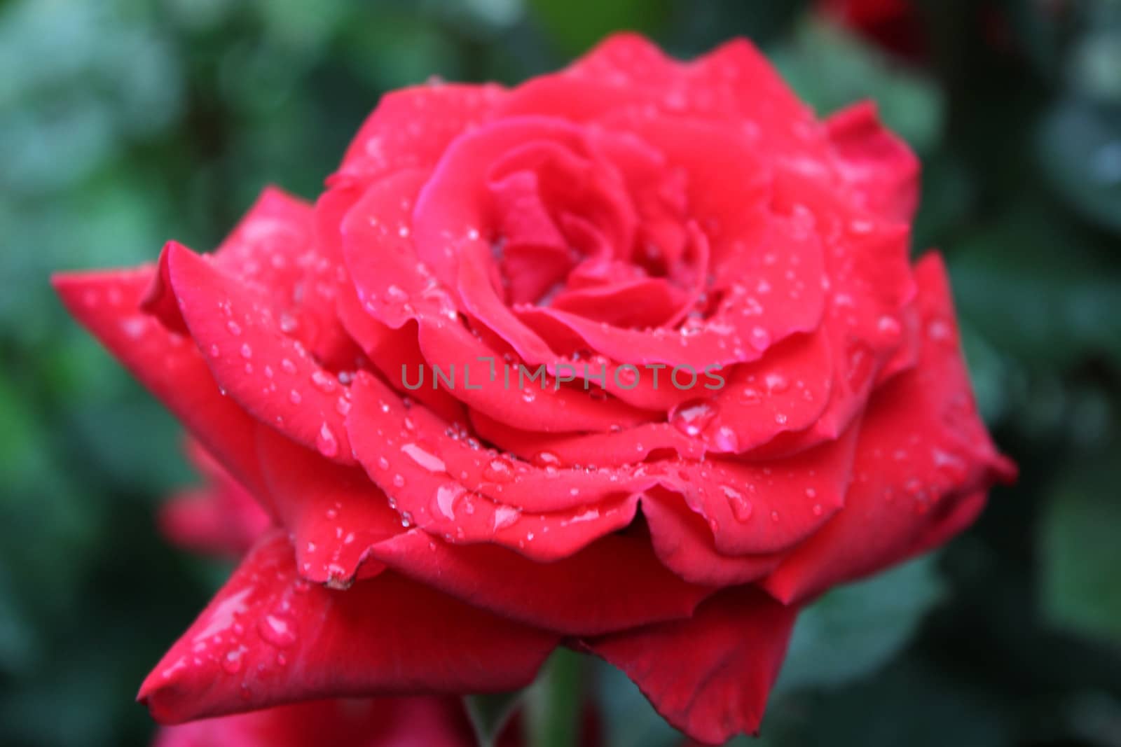 Close-up image of a red rose with dew drops.