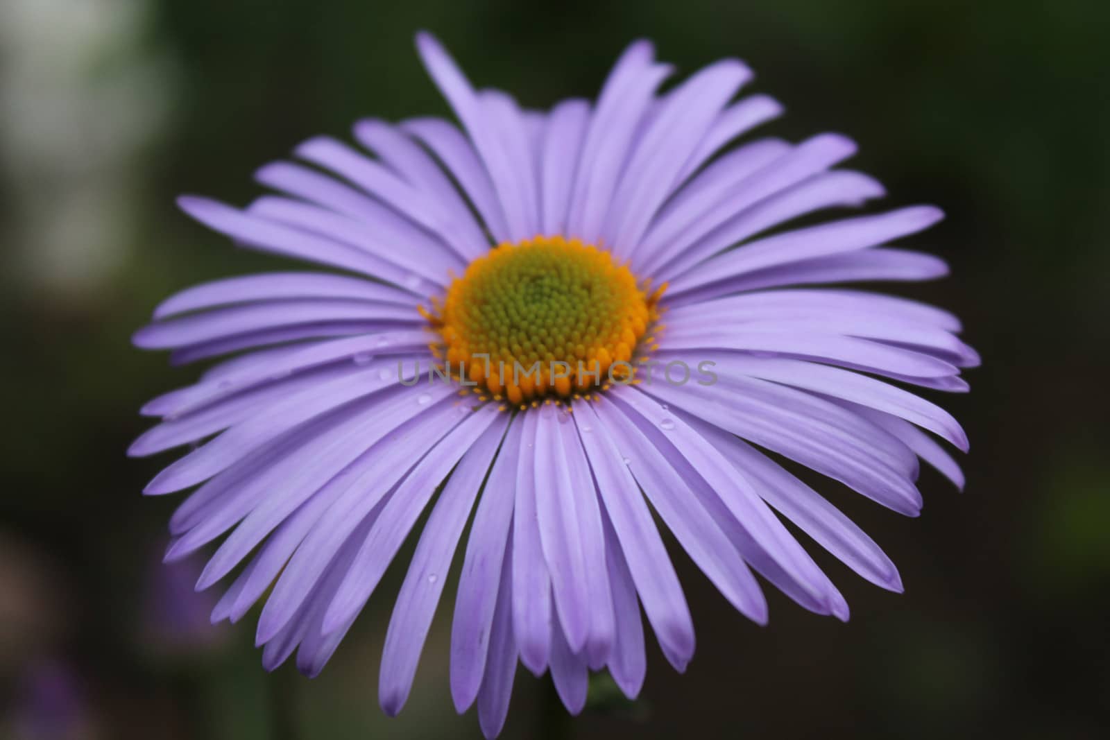 Beautiful purple flower, nature.