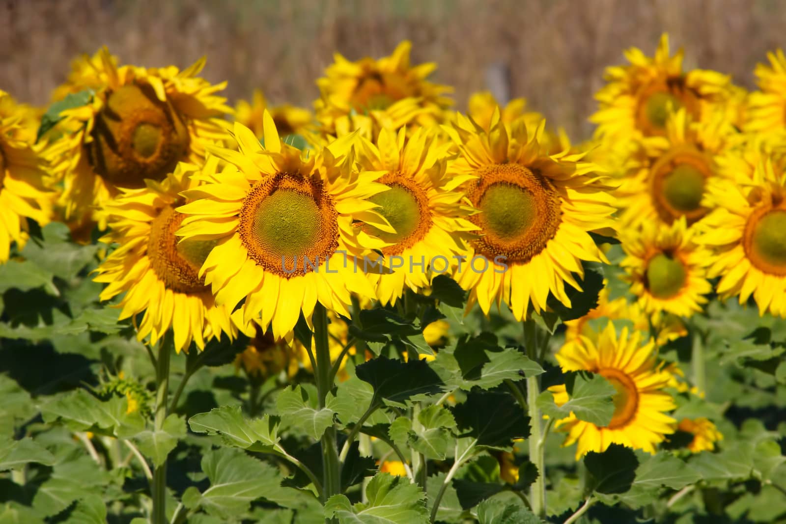 sunflowers, yellow, vibrant, sunny, sunflower, sky, scene, rural, prato, plantation, plant, panorama, overcast, outside, nature, growth, green, flower, field, farm, earth, culture, country, clear, bright, blue, agriculture,